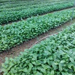 HTX cung ứng giống cây dổi và dịch vụ nông nghiệp xã Chí Đạo