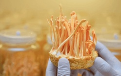 Nấm Đông Trùng Hạ Thảo Tươi