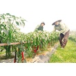 HTX dịch vụ nông nghiệp xã Thượng Bì