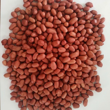 Lạc giống đỏ Quỳnh Lâm