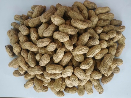 Lạc nguyên vỏ Quỳnh Lâm