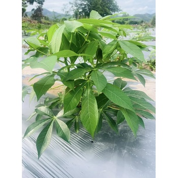 Cây Giống Khoai Sắn,Khoai Mì Ruột Vàng