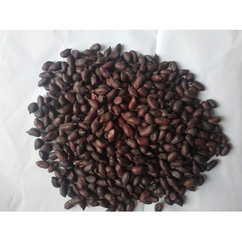 Lạc đen Quỳnh Lâm