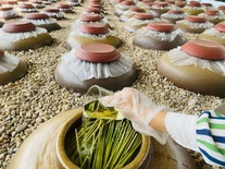 Rượu đòng đòng nếp Lừng Hồng