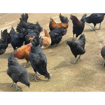  Gà Đen Vàng Tùng nguyên con