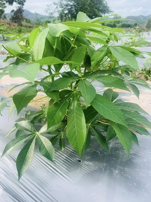 Cây Giống Khoai Sắn,Khoai Mì Ruột Vàng