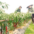 HTX dịch vụ nông nghiệp xã Thượng Bì