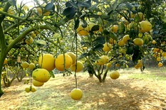 Bưởi Đoan Hùng Phú Thọ - HTX Hùng Xuyên