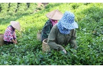 HTX nông nghiệp dịch vụ tổng hợp Phú Lương