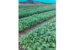 HTX cung ứng giống cây dổi và dịch vụ nông nghiệp xã Chí Đạo