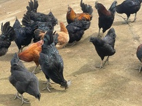  Gà Đen Vàng Tùng nguyên con
