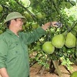 HTX trồng bưởi hữu cơ và dịch vụ nông nghiệp Tân Đông