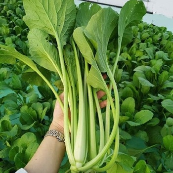 Rau cải ngọt