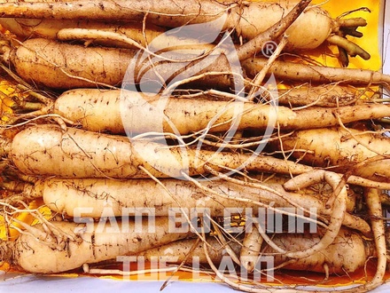 Nhân Sâm Sấy Dẻo 100Gr