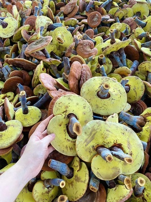 Nấm Linh Chi đỏ tươi